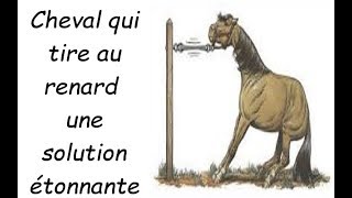 mon cheval tire au renard que faire [upl. by Meela]