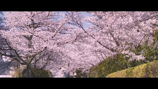 立命館の春 衣笠キャンパスSpring at Ritsumeikan Kinugasa Campus [upl. by Ethelin]