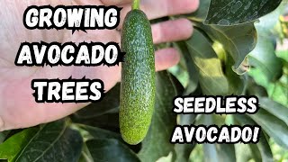 Grow Avocado Trees in Cold Climates  Tropical Garden Winter update [upl. by Aicert]