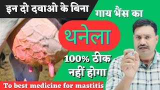 Unique Mastitis Treatment in Cows Buffalo🐄🐃 [upl. by Eelnyl]