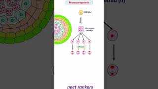 Microsporogenesis and formation of Pollen grain neetrankers neetmotivation neetpreparation neet [upl. by Eyde]