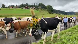 La descente des alpages de l’Emmental [upl. by Huebner705]