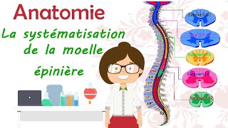 Anatomie  la systématisation de la moelle épinière  cours de 2 éme année médecine [upl. by Noslrac]