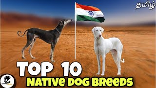 Top 10 நாட்டு நாய்கள்  what are the 10 Indian native dog breeds 🤔 [upl. by Aidyl]