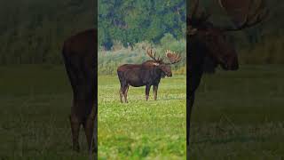 Idaho moose hunt hunting monster idaho moose [upl. by Anomer]