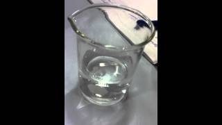 Magnesium reacting with Water [upl. by Alena172]