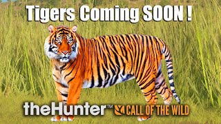 Tigers Are Coming To theHunter Call Of The Wild [upl. by Weissberg]