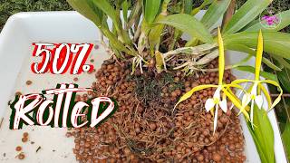 Saving Coilostylis Ciliaris Bacterial Rot Pests  Orchid Divisions Repot Care Tips ninjaorchids [upl. by Euqinahs72]