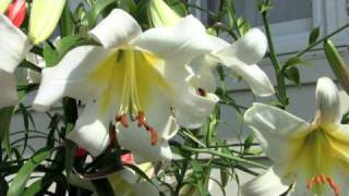 How to Create Lily Hybrids At Home [upl. by Mima475]