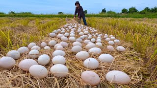 Amazing unique Today I found many duck eggs under the straw grass [upl. by Niwde]