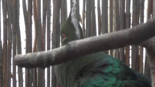 Livingstones Turaco sings [upl. by Crysta]