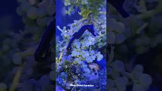 Sea horse whatsapp status 971 54 383 5399 Green Desert Aquarium [upl. by Myrilla135]