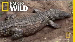 Hatching Crocs  Nat Geo Wild [upl. by Alessandra]