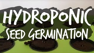 Germinating Seeds for Hydroponics [upl. by Daiz]