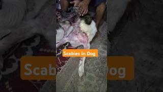 Scabies in Dog 🐶 pets vetsurgeon petslover dog youtubeshorts [upl. by Aissatan]