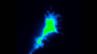 Timelapse images of a zebrafish neuron loaded with a calcium sensor during depolarization [upl. by Peace]