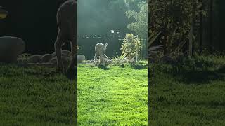 Doberman haunted a gopher family but the lawn is completely destroyed see full 5 mins video please [upl. by Yrehcaz4]