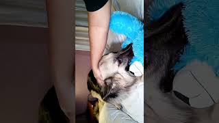 Kiss Jaruri Hai  shorts ytshorts dog puppy gsd dogslife [upl. by Eiramana]