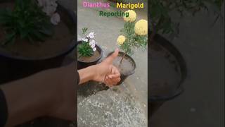 Dianthus and marigold reporting likeviral shortsubscribe [upl. by Nimesay]