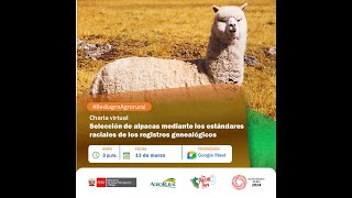 Selección de alpacas mediante los estándares raciales de los registros genealógicos 13032024 [upl. by Winters]