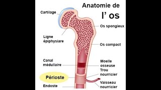 Résumé de la morphologie osseuse [upl. by Eserehs]