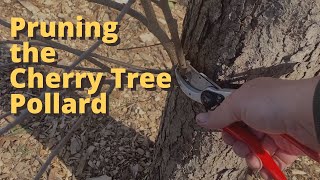 Pruning the Cherry Tree Pollard [upl. by Grady]