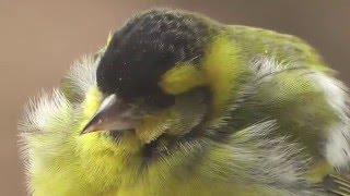 A flock of siskin  Ein Schwarm Erlenzeisige Carduelis spinus [upl. by Ailerua]