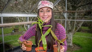 Potting up my Nepenthes Carnivorous Pitcher plants [upl. by Fuhrman]