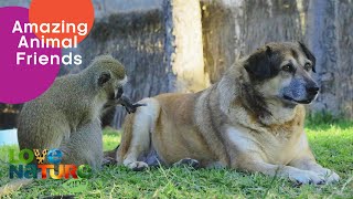 Horace the Monkey Makes Friends with Dogs  Love Nature Kids [upl. by Hazlett]