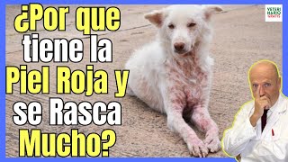 🔴 ¿PORQUE MI PERRO TIENE LA PIEL ROJA Y SE RASCA MUCHO 🆘 TRATAMIENTO DE LA DERMATITIS EN PERROS 🆘 [upl. by Rehsu]