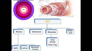 3 Histology of the oesophagus [upl. by Borszcz]