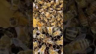 Mated vs Virgin Honeybee Queens [upl. by Uaerraj508]