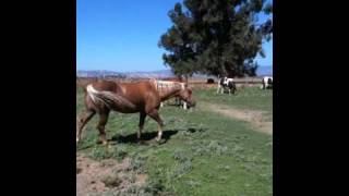 Mares in heat how it changes Horses amp Herd Behavior  Rick Gore Horsemanship [upl. by Enirehtac]