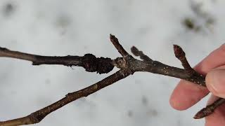 Baum Rückschnitt bei abnehmenden absteigenden Sternzeichen Schütze Mond Bäume nehmen keinen Schaden [upl. by Dorothee]