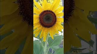 Heavy Metal Sunflowers 🌻 🐝 beautymarks sunflower bee rockmusic [upl. by Ellertnom491]