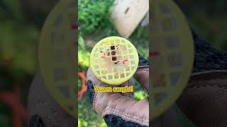 Catch and Release  Marking a queen 👸🐝 bee beelife beekeeper beekeeping [upl. by Anisamot]