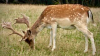 Hunting deer with Ruger 204 amp 22250 Rem rifles for venison recovery in New Zealand  36 [upl. by Tadich951]