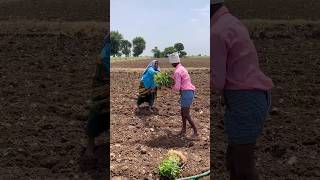 chilli transplantationమిరప సాగుmirchiమిర్చిradifarmvalagroviralshortsytshortspallerythu1 [upl. by Margo88]