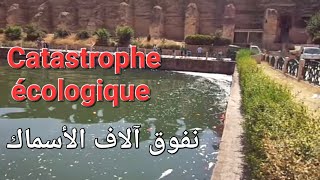 Catastrophe écologique mortelle à Sahrij Swani Meknès [upl. by Aihsakal]