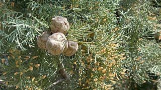 Cupressus sempervirensAkdeniz ServisiMediterranean cypress [upl. by Meekahs]