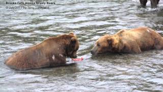 Grizzly Bears Fighting Over Salmon [upl. by Abernathy]