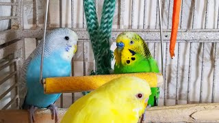 35 Hr Happy Parakeets Eating Singing Playing Budgies Chirping Reduce Stress of lonely Bird Videos [upl. by Sarene]