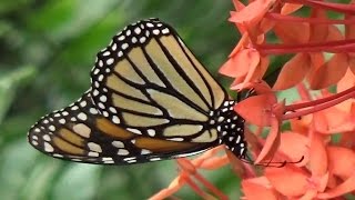 EL Mariposario de Benalmadena [upl. by Bridgette718]