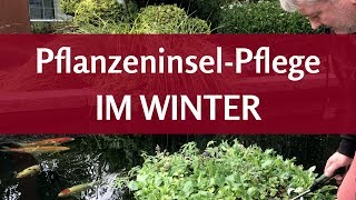 Schwimmende Teichpflanzen überwintern Was geschieht eigentlich mit der Pflanzinsel im Winter [upl. by Kahle148]