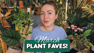 March houseplant favorites 🥰🌿rescued pink variegated and other plants [upl. by Ajidahk]