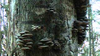 Wild mushroomsPleurotus ostreatus Wild Oyster mushrooms [upl. by Okir771]