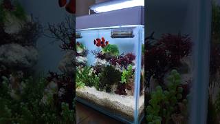 Most Beautiful Clownfish  Mini Aquarium [upl. by Richter]