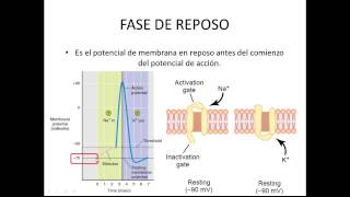 Fisiología Humana 5  Potencial de acción de la membrana plasmática [upl. by Nirehs]