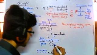 Guide RNA dependent RNA editing [upl. by Pennie722]