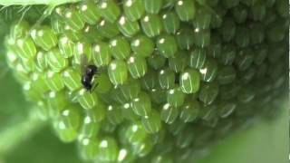 Scelionidae  Telenomus kolbei parasitizes eggs of Inachis  Aglais io [upl. by Novikoff]